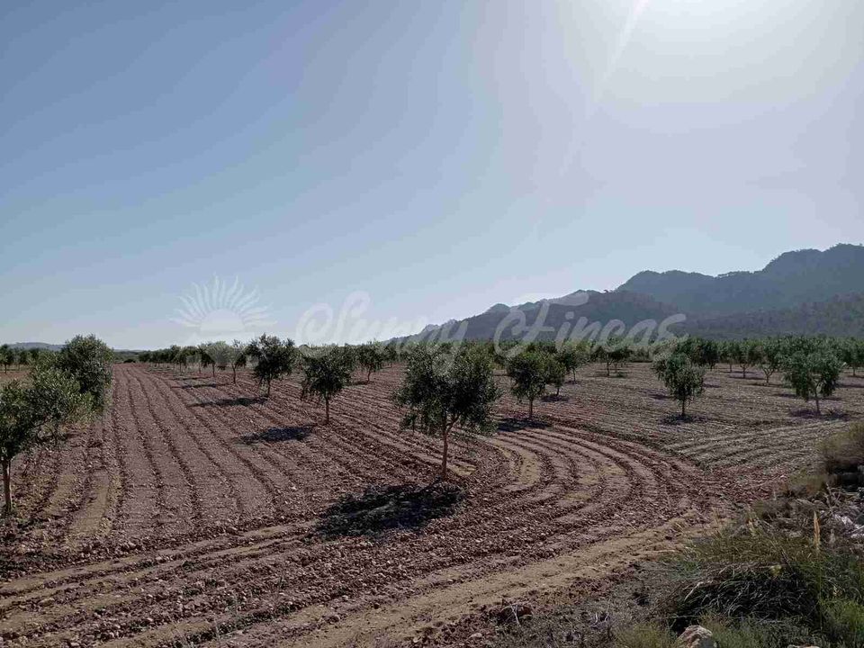 Helårsgrund i Yecla, Murcia - foto 5